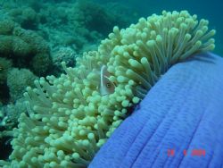 Skunk anemone in Manado, Indonesia in 2004. by Evelyn Foo 